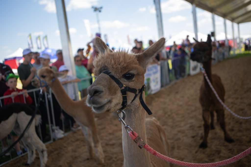 Zielone AGRO SHOW & Animal Show -podsumowanie