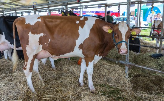 20.05.2023 Motopark Ułęź . Zielone Agroshow . Fot. Mikolaj Kuras